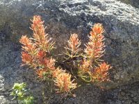 Coville's or Rocky Mountain paintbrush (<em>Castilleja covilleana</em>)