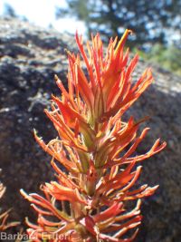 Coville's or Rocky Mountain paintbrush (<em>Castilleja covilleana</em>)