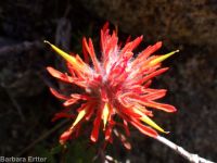Coville's or Rocky Mountain paintbrush (<em>Castilleja covilleana</em>)