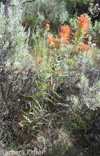 scarlet paintbrush (<em>Castilleja miniata</em>)