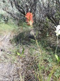 scarlet paintbrush (<em>Castilleja miniata</em>)