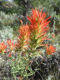 scarlet paintbrush (<em>Castilleja miniata</em>)