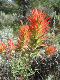 scarlet paintbrush (<em>Castilleja miniata</em>)