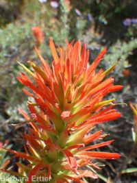 scarlet paintbrush (<em>Castilleja miniata</em>)