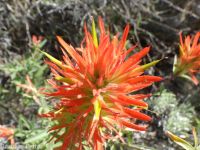 scarlet paintbrush (<em>Castilleja miniata</em>)