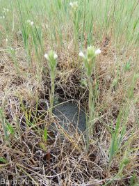 hairy owlclover (<em>Castilleja tenuis</em>)