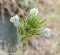hairy owlclover (<em>Castilleja tenuis</em>)