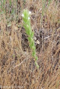 hairy owlclover (<em>Castilleja tenuis</em>)