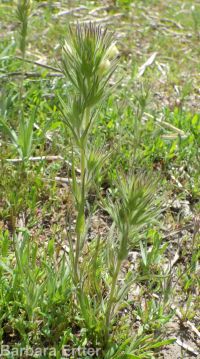 hairy owlclover (<em>Castilleja tenuis</em>)