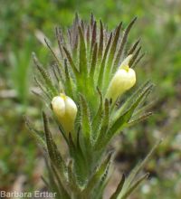 hairy owlclover (<em>Castilleja tenuis</em>)