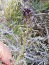 hairy wild-cabbage (<em>Caulanthus pilosus</em>)