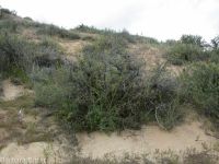 hairy wild-cabbage (<em>Caulanthus pilosus</em>)