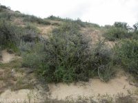 hairy wild-cabbage (<em>Caulanthus pilosus</em>)