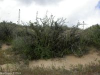 hairy wild-cabbage (<em>Caulanthus pilosus</em>)