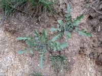 hairy wild-cabbage (<em>Caulanthus pilosus</em>)