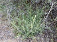 hairy wild-cabbage (<em>Caulanthus pilosus</em>)