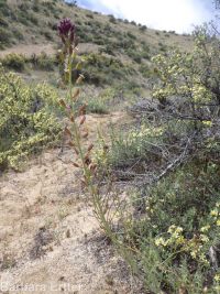 hairy wild-cabbage (<em>Caulanthus pilosus</em>)