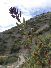 hairy wild-cabbage (<em>Caulanthus pilosus</em>)