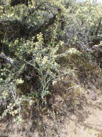 hairy wild-cabbage (<em>Caulanthus pilosus</em>)