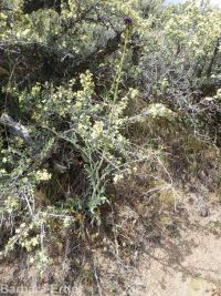 hairy wild-cabbage (<em>Caulanthus pilosus</em>)