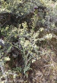 hairy wild-cabbage (<em>Caulanthus pilosus</em>)