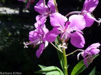 fireweed (<em>Chamaenerion angustifolium</em>)