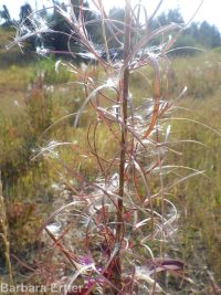 fireweed (<em>Chamaenerion angustifolium</em>)