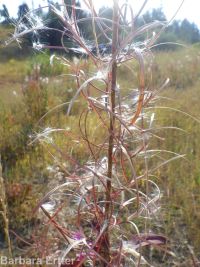 fireweed (<em>Chamaenerion angustifolium</em>)