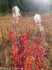 fireweed (<em>Chamaenerion angustifolium</em>)