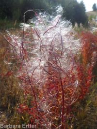 fireweed (<em>Chamaenerion angustifolium</em>)