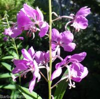 fireweed (<em>Chamaenerion angustifolium</em>)