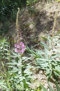 fireweed (<em>Chamaenerion angustifolium</em>)