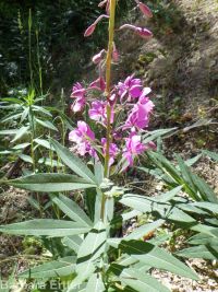 fireweed (<em>Chamaenerion angustifolium</em>)