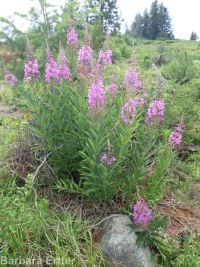fireweed (<em>Chamaenerion angustifolium</em>)