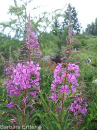 fireweed (<em>Chamaenerion angustifolium</em>)