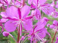 fireweed (<em>Chamaenerion angustifolium</em>)
