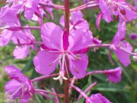 fireweed (<em>Chamaenerion angustifolium</em>)
