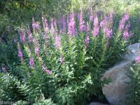 fireweed (<em>Chamaenerion angustifolium</em>)