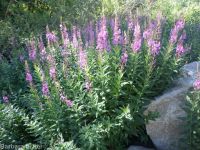 fireweed (<em>Chamaenerion angustifolium</em>)