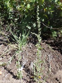 mountain or pinyon goosefoot (<em>Chenopodium atrovirens</em>)