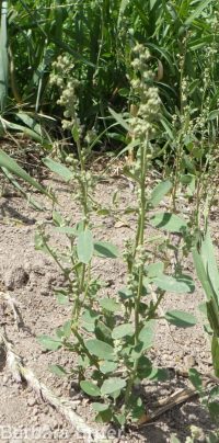 mountain or pinyon goosefoot (<em>Chenopodium atrovirens</em>)