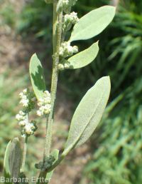 mountain or pinyon goosefoot (<em>Chenopodium atrovirens</em>)