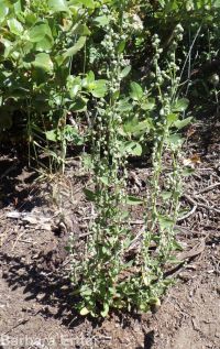 mountain or pinyon goosefoot (<em>Chenopodium atrovirens</em>)
