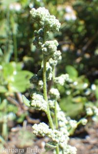 mountain or pinyon goosefoot (<em>Chenopodium atrovirens</em>)