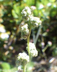 mountain or pinyon goosefoot (<em>Chenopodium atrovirens</em>)