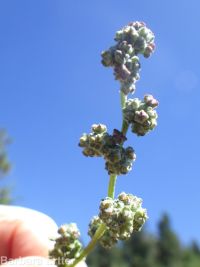 mountain or pinyon goosefoot (<em>Chenopodium atrovirens</em>)