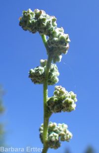 mountain or pinyon goosefoot (<em>Chenopodium atrovirens</em>)