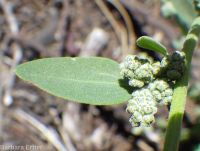 mountain or pinyon goosefoot (<em>Chenopodium atrovirens</em>)