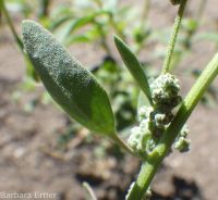 mountain or pinyon goosefoot (<em>Chenopodium atrovirens</em>)