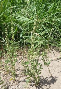 mountain or pinyon goosefoot (<em>Chenopodium atrovirens</em>)